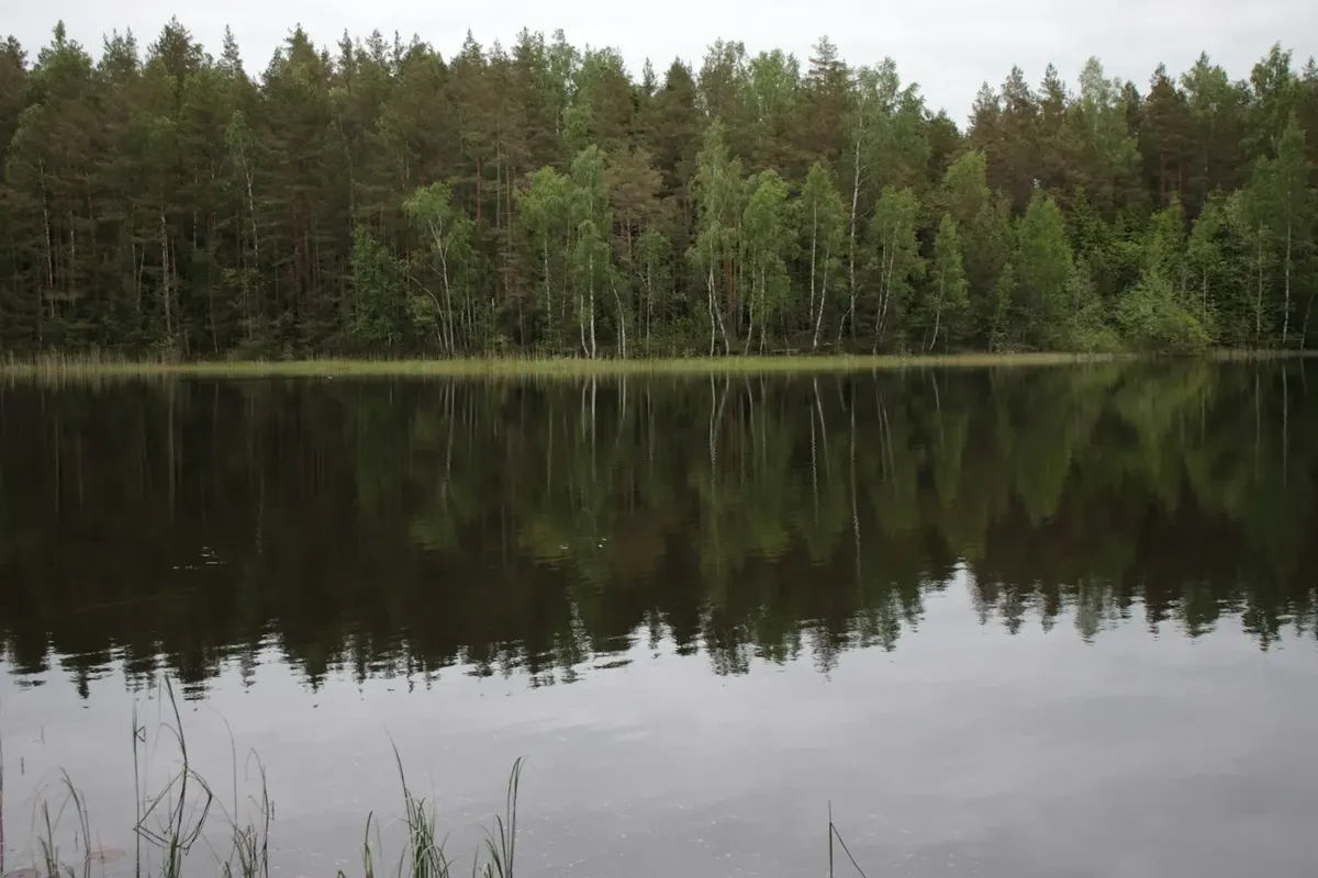Ruhiger See, in dem sich ein Wald aus Kiefern und Birken spiegelt